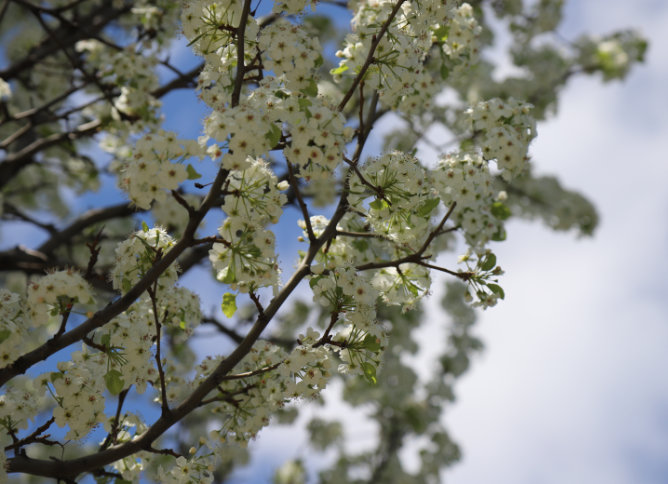 A photo of a flowering tree on Oakton's Skokie campus. The tree bears white flowers.