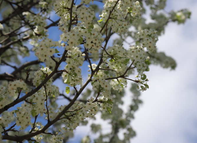 Trees on Skokie Campus in Spring.