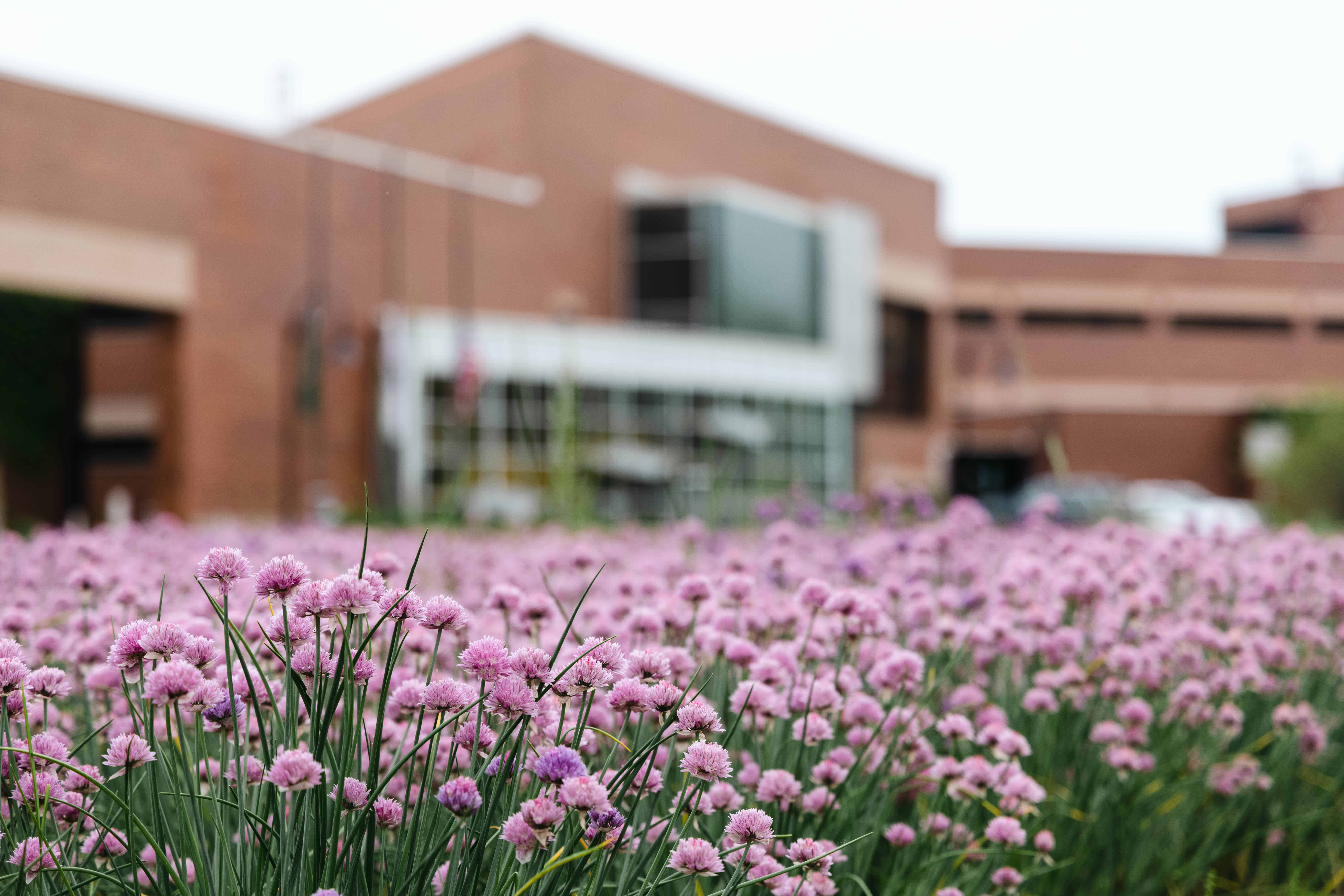 Pink flowers outside of Skokie campus in the springtime.