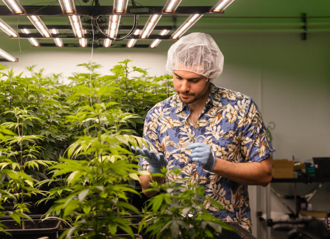 An Oakton student works in the college's cannabis lab.