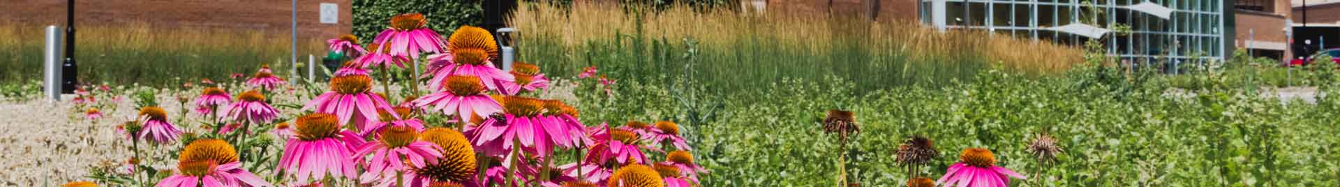 Summer Session College Classes | Oakton College