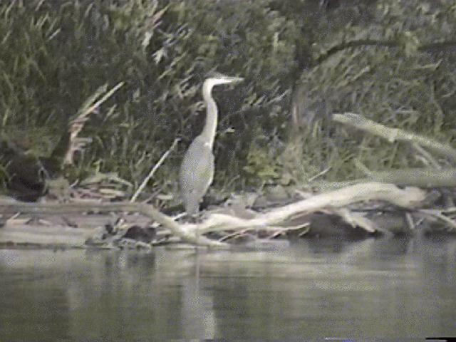 heron
